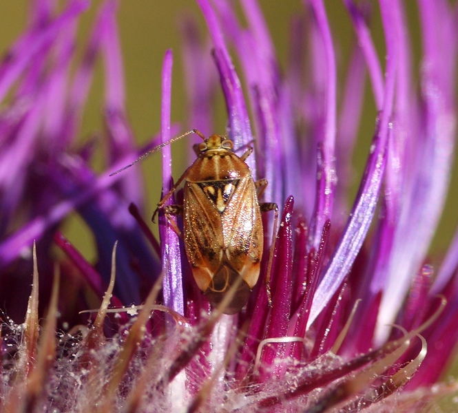 Miridae: Lygus cfr. wagneri di Pino Zopp di Cadore (BL)